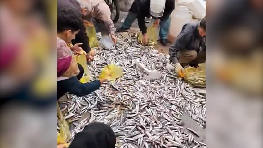 Şanlıurfa’da yere dökülen hamsiler ücretsiz dağıtıldı