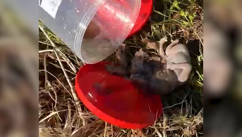 Şanlıurfa’da plastik varilde 21 bebek cenini bulundu