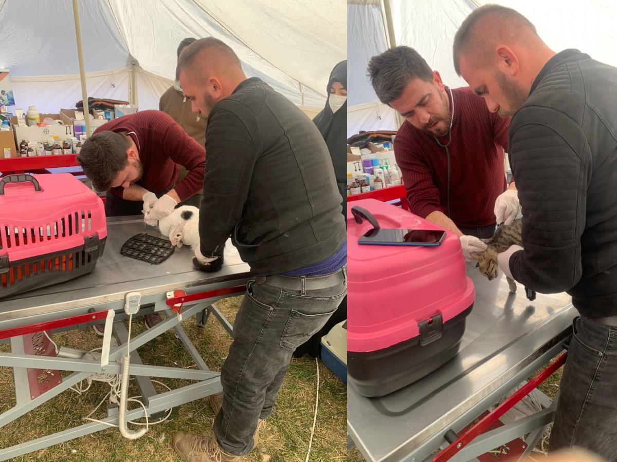 Büyükşehir Belediyesi, Adıyaman’da sokak hayvanları için çadır hastane kurdu