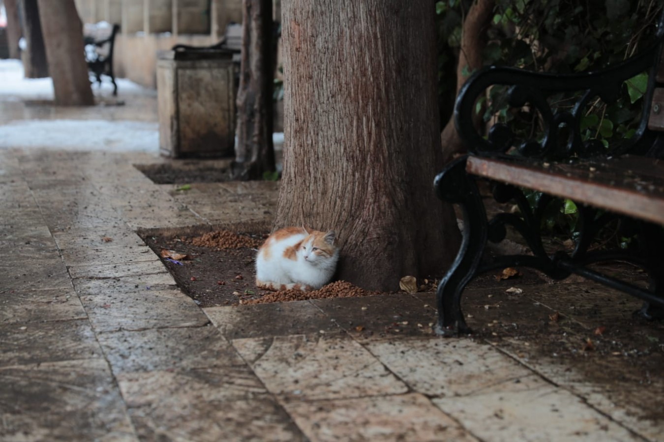 Büyükşehirden sokak canlarına mama desteği