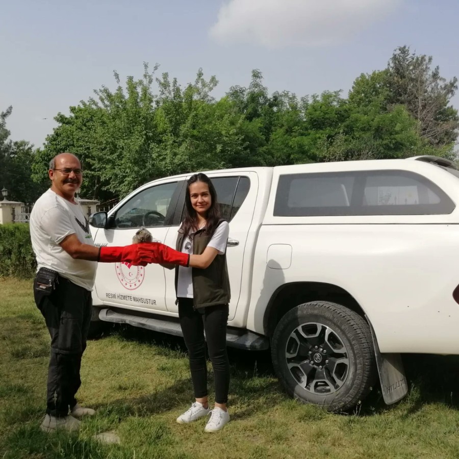 Urfa’da yaralı halde bulunan yavru baykuş tedaviye alındı;