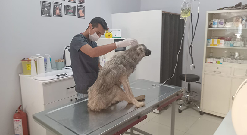 Haliliye’de bitkin düşen köpeğin imdadına belediye ekipleri yetişti