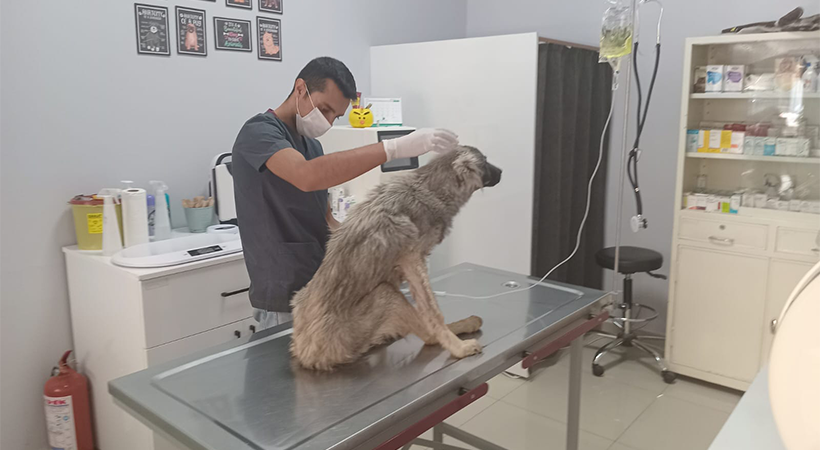 Haliliye’de bitkin düşen köpeğin imdadına belediye ekipleri yetişti;