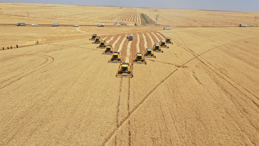 TİGEM Ceylanpınar’daki buğday hasadından 200 bin ton mahsul bekliyor;