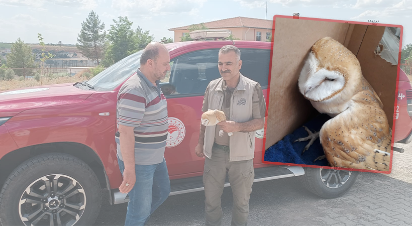 Urfa'da bitkin halde bulunan peçeli baykuş tedavi altına alındı;