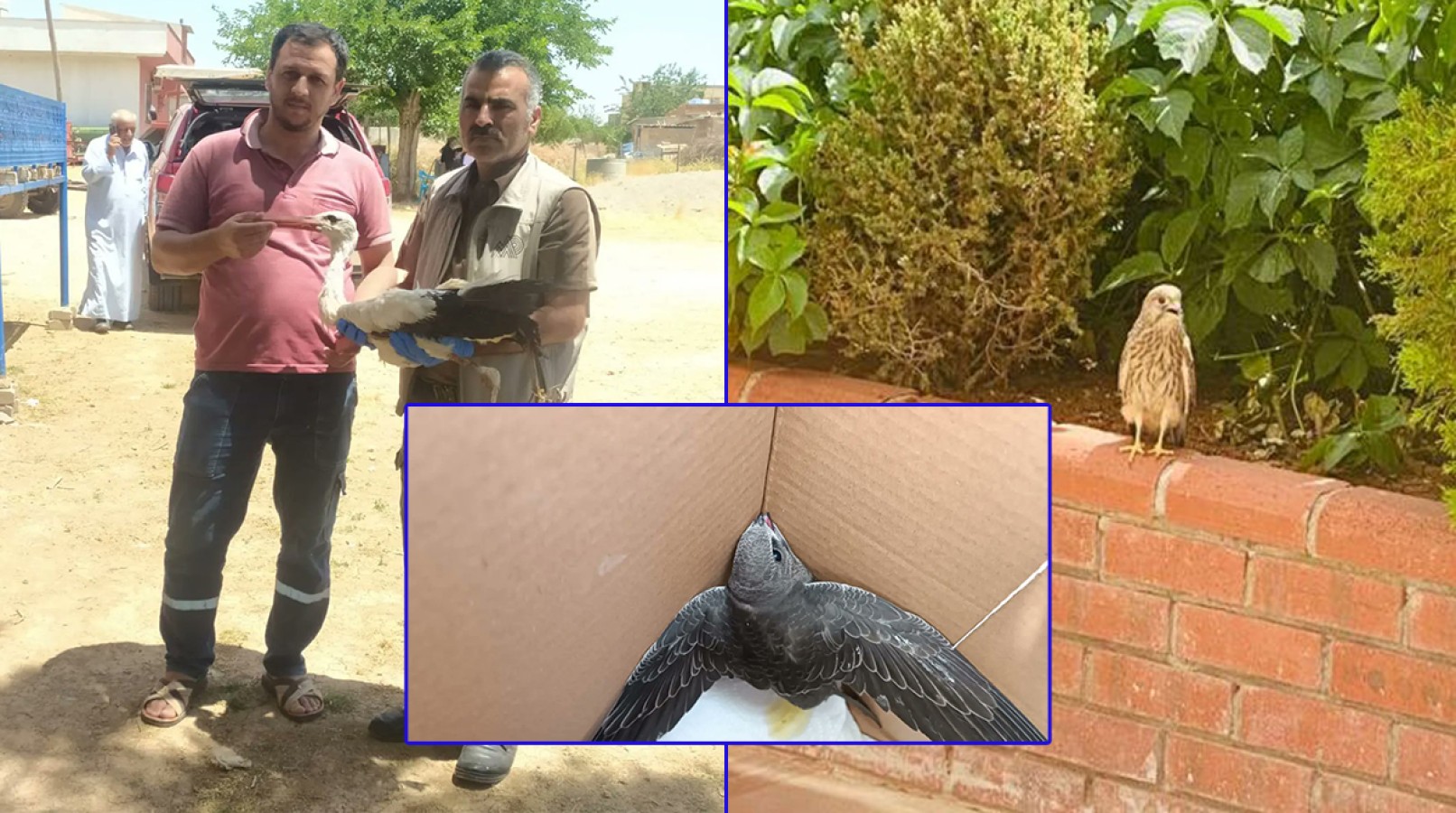 Urfa’da sıcak havada bitkin halde bulunan kuşlar tedaviye alındı