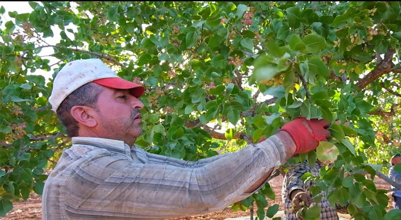 Birecik'te fıstığın hasat sezonu başladı