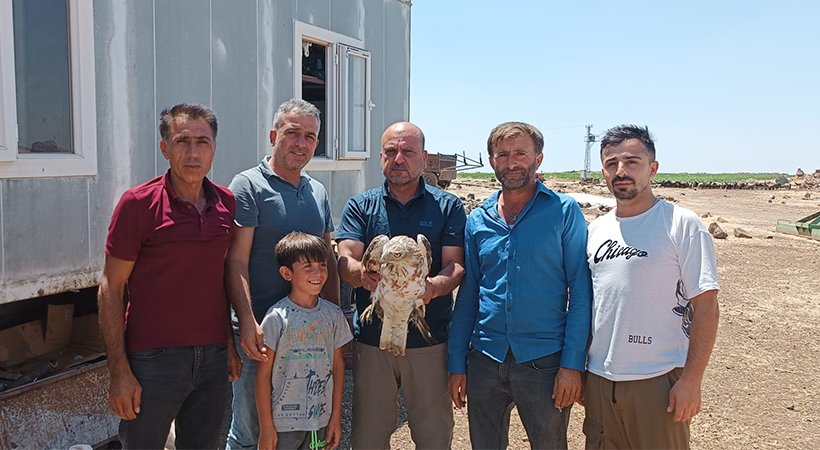 Urfa'da bitkin halde bulunan kartal tedaviye alındı;