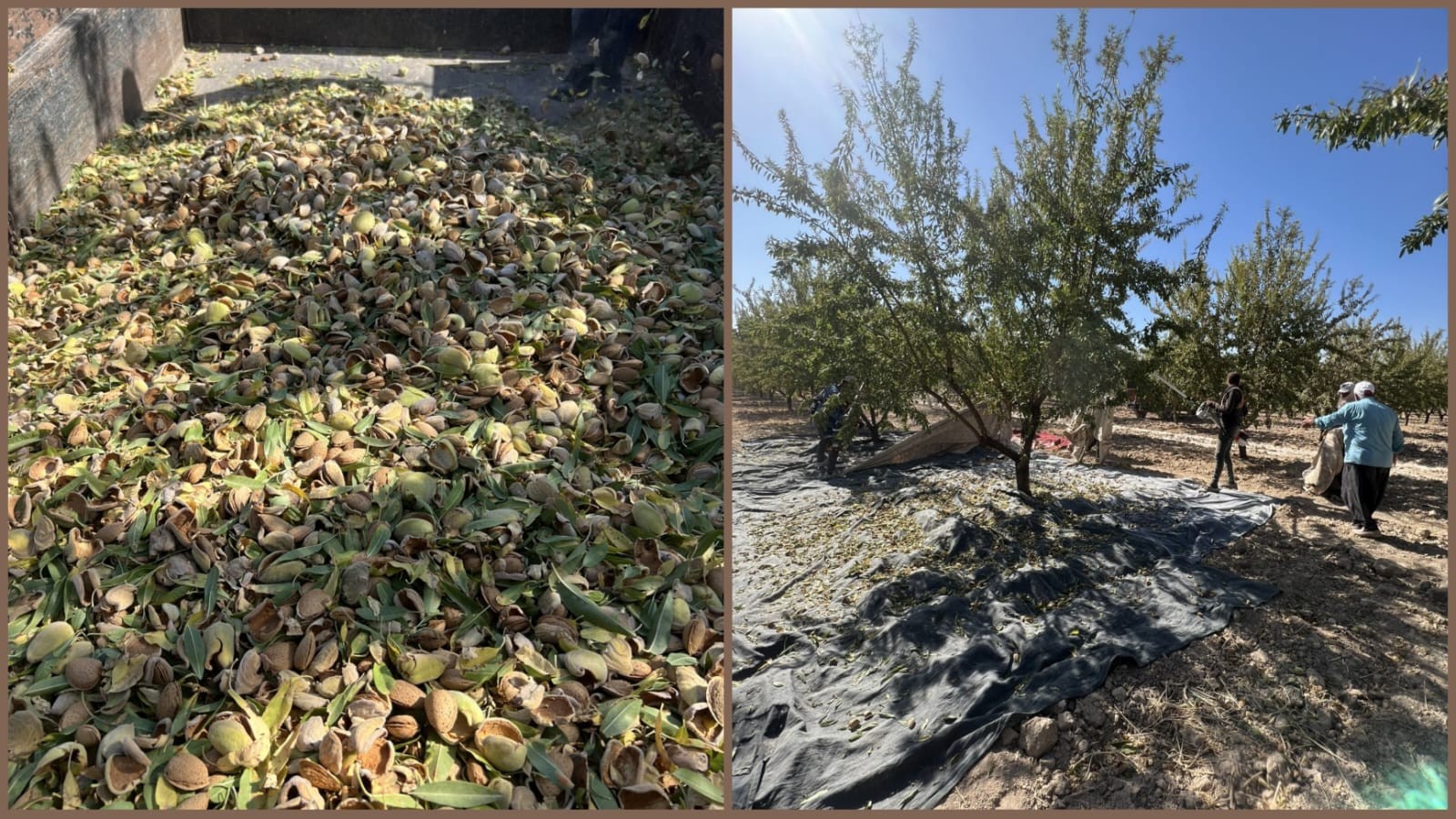 Urfa’da badem hasadı başladı;