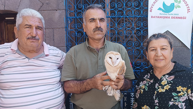 Urfa’da yaralı olarak bulunan peçeli baykuş tedaviye alındı;