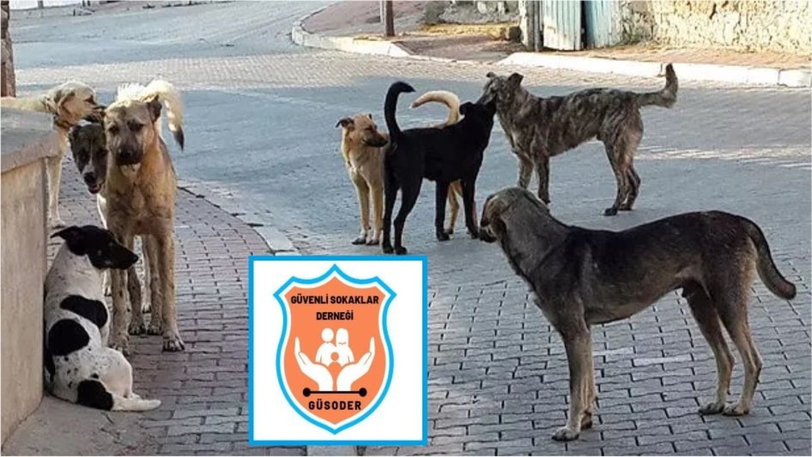 Başıboş köpek kaynaklı insan ölümleri haritasında Urfa ilk sırada