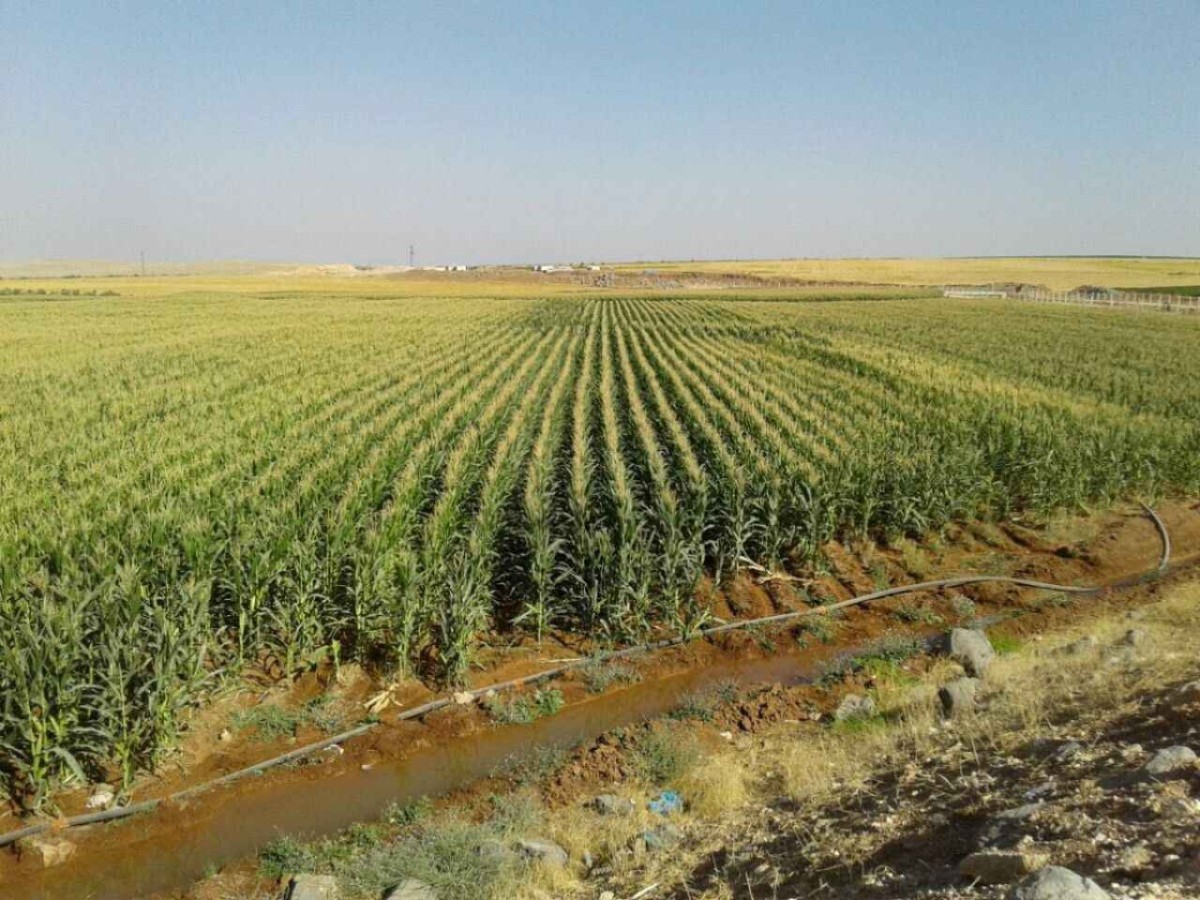 Urfa’da mısırın tahmini üretim maliyeti açıklandı