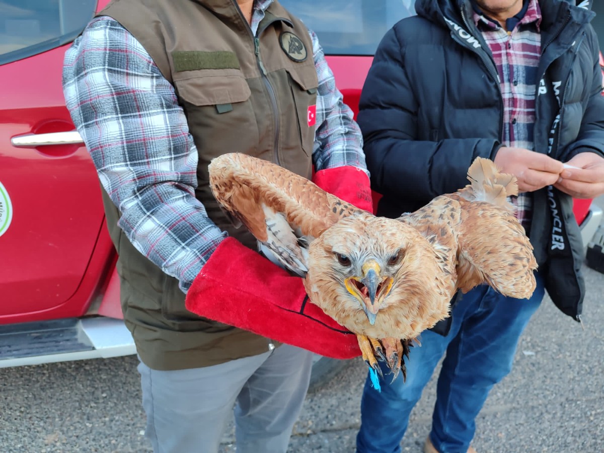 Şanlıurfa’da tedavisi tamamlandı! Özgürlüğe kanat çırptı;