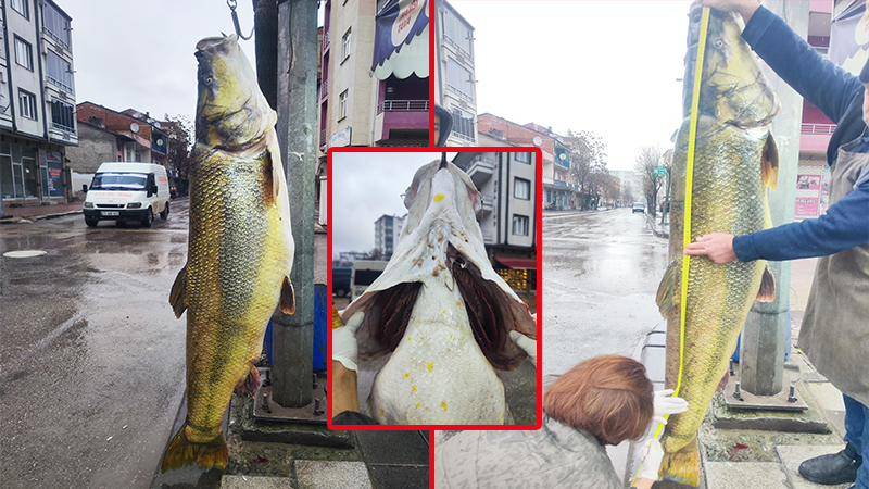 Fırat Nehri’nde 2 metre uzunluğunda devasa balık;