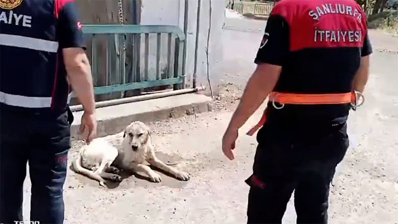 Haliliye’de sulama kanalında düşen köpek kurtarıldı;