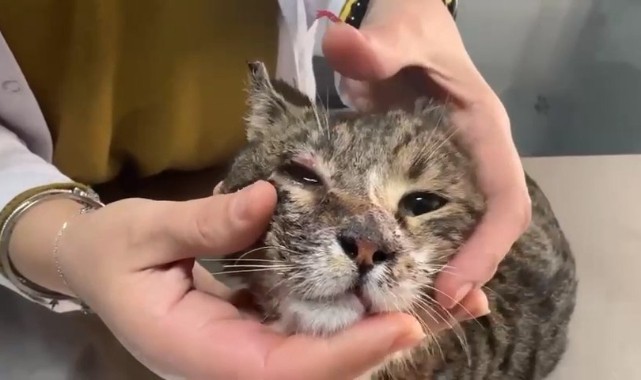 Suruç’ta barınağa teslim edilen kediyle ilgili ihmal iddiası