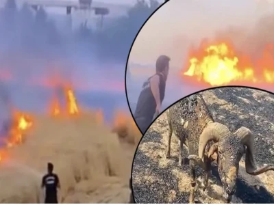 Şanlıurfa'da yaralı kartal tedaviye alındı